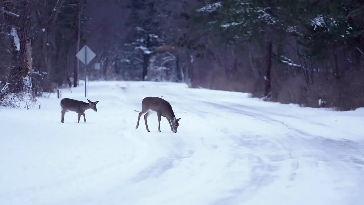 Wide shot of a family of deer crossing the street