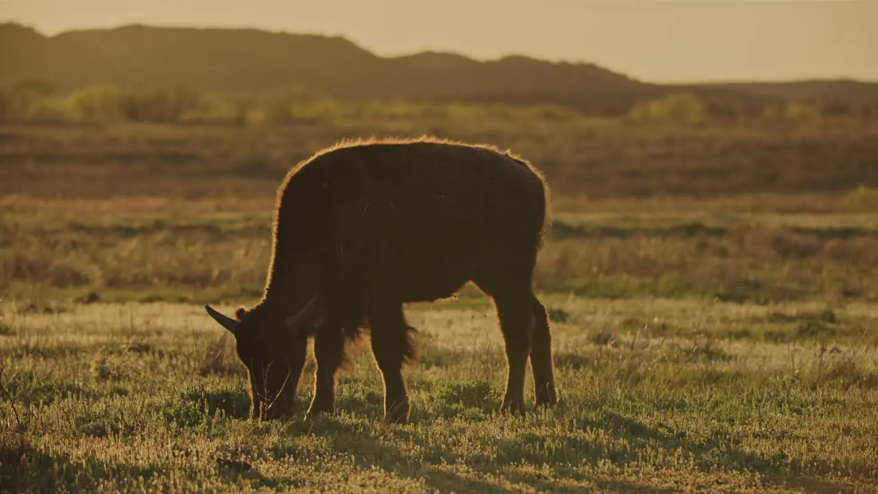 Bison calf grazing at sunset in a prairie