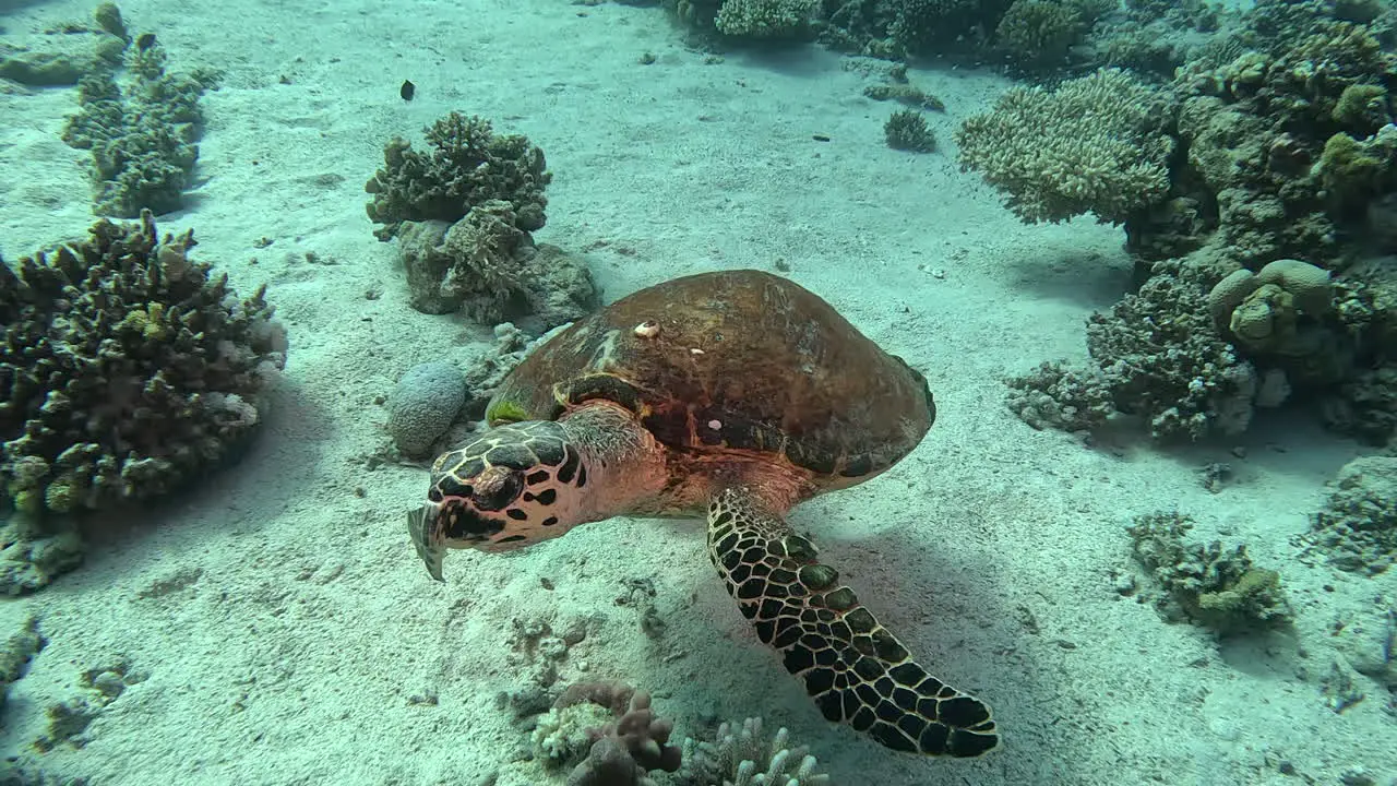 Curious turtle swimming towards camera underwater