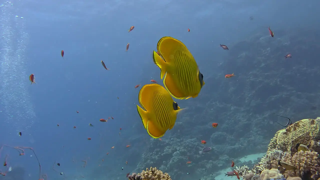 Two butterfly fish swimming on the coral reef in the Red Sea