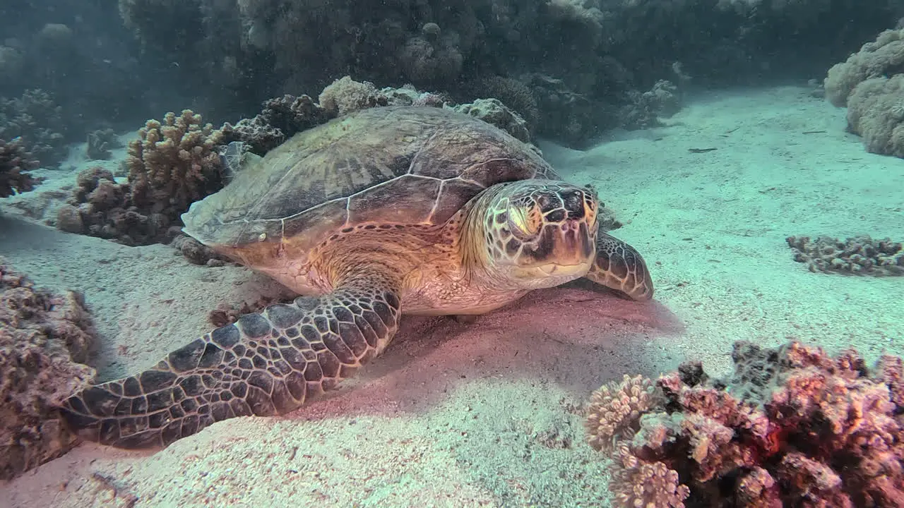 Green turtle sleeping underwater in the and