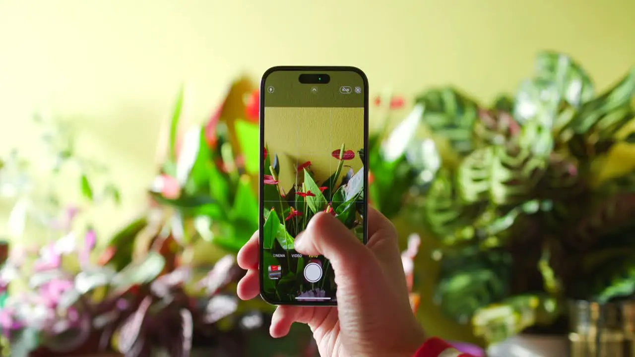 Hand Holding Up Smartphone Whilst Zooming Into Photo Of Green Floral Plants In Background