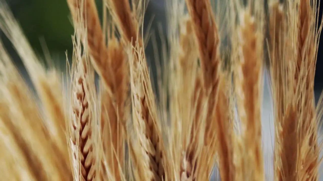 Macro of wheat plant on the beautiful morning light