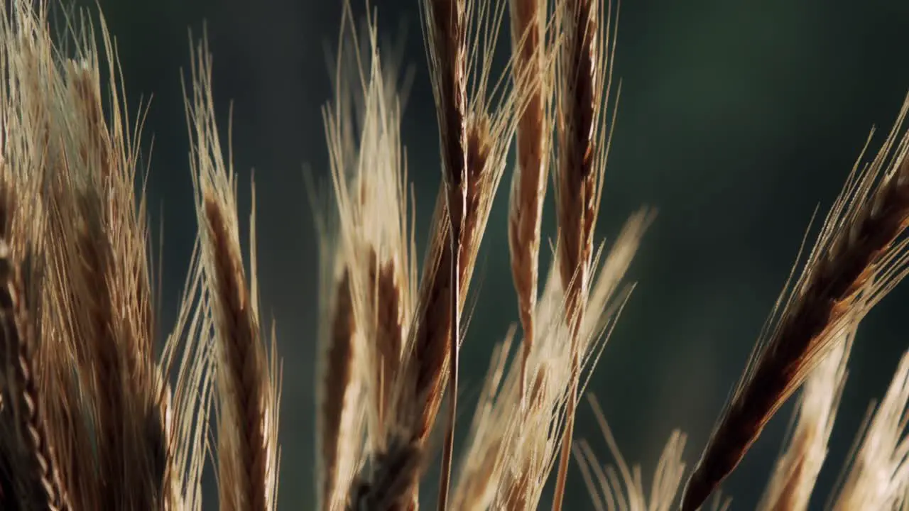 wheat isolated in a macro shoot in a dark green backgroud