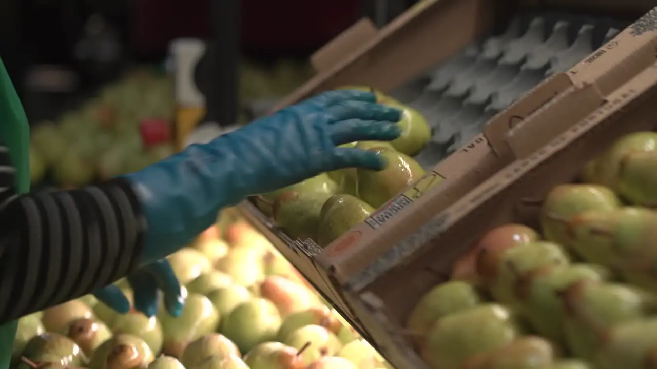 Pears are sorted and set in a box