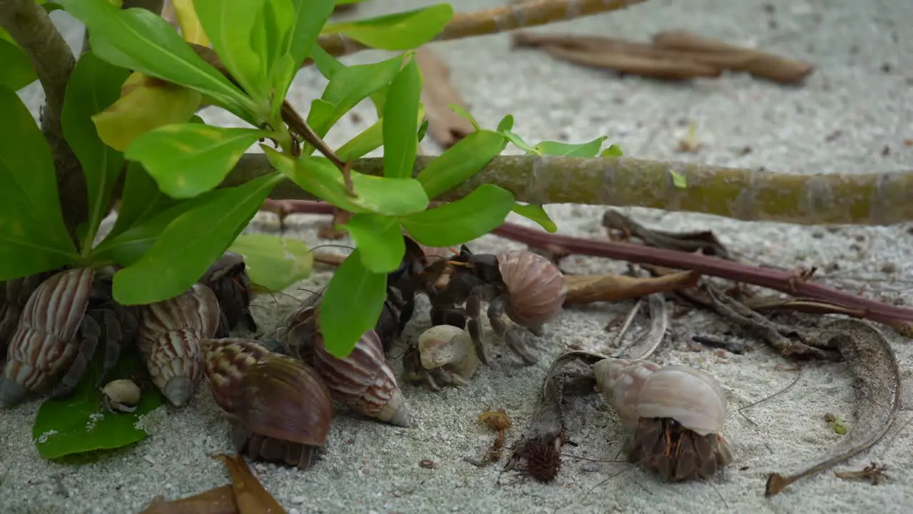  hermit crab family rest under some shade on a sandy beach in the Andamane sea in Thailand