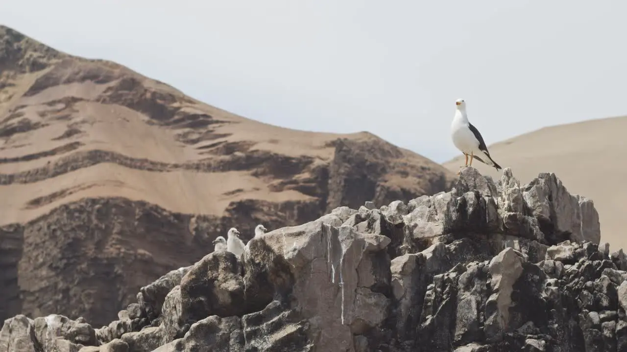 Father of baby seagull watching out