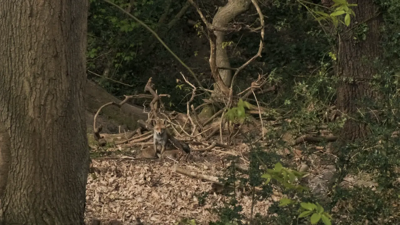 Fox Cubs Litter Feeding From Vixen Mother in the Woods