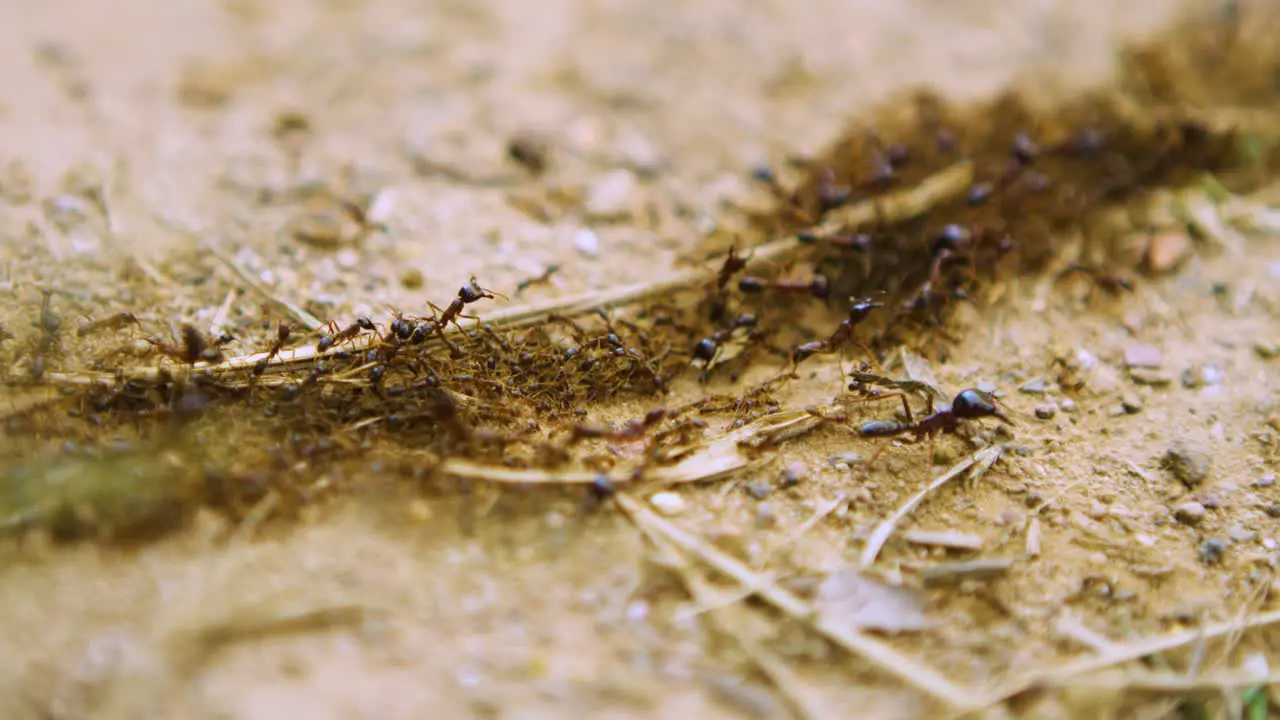 Colony of ants work together with different roles to move across land close up slow motion