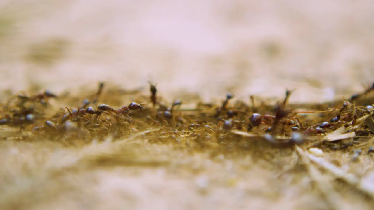 Red ants crawling over eachother on dirt path with large and small colony members