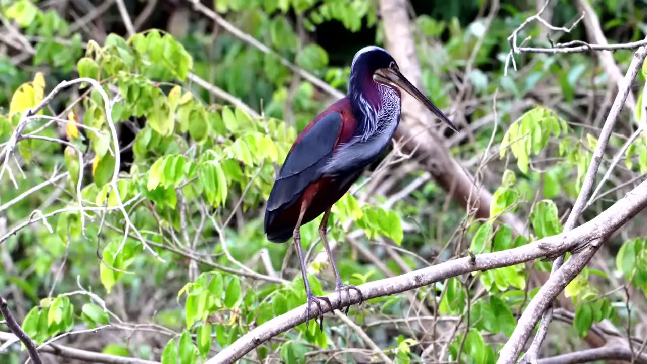 Full display of the beautiful Agami heron