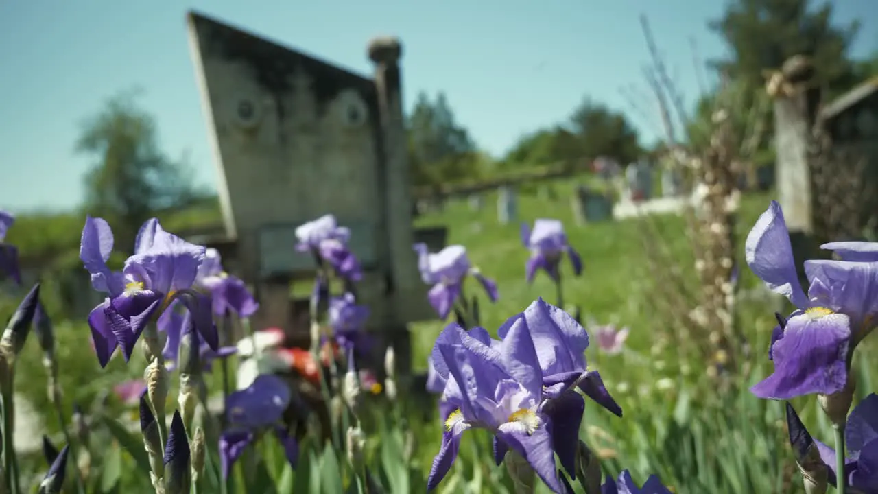 Blue Iris springtime flowers blowing in breeze in Eastern European Orthodox cemetery graveyard