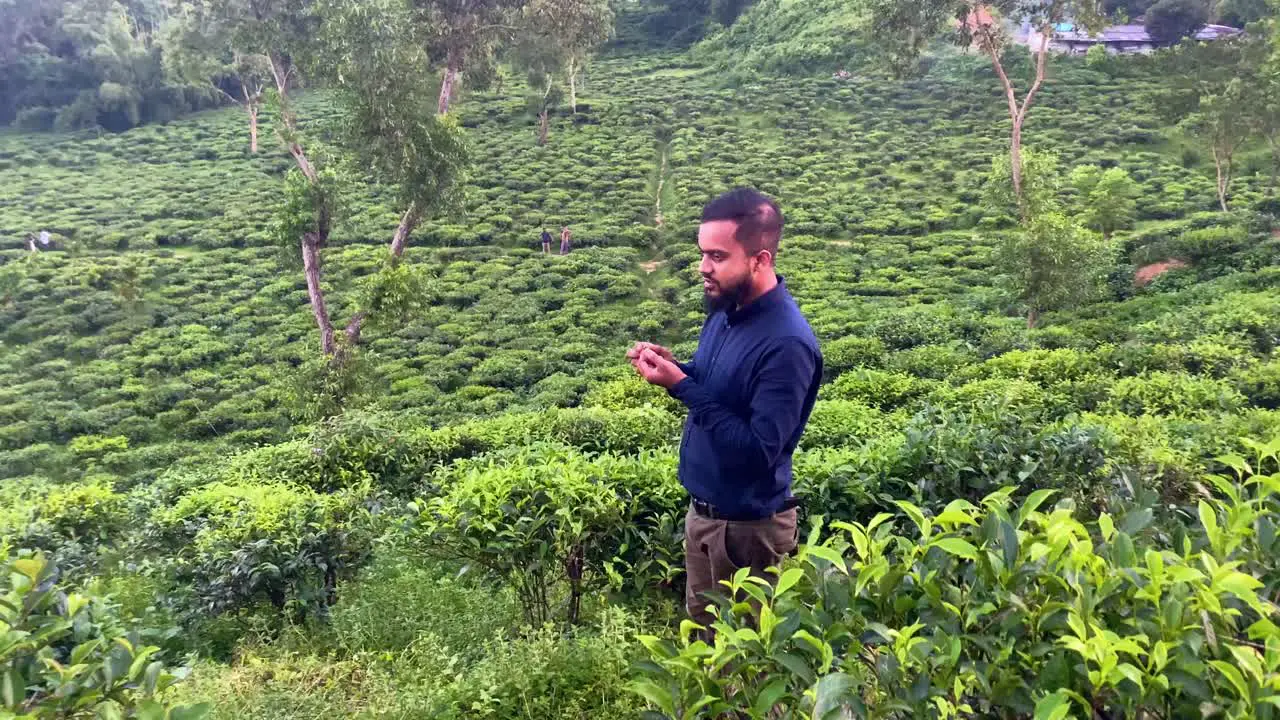 A Bangladeshi tea plantation manager displays ripe tea fruits in a lush field showcasing the bountiful harvest