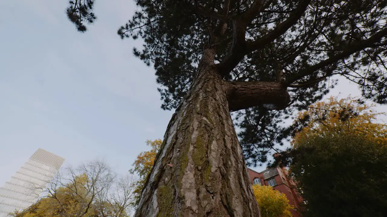 Shot of Tree Bark at Western Park wide Autumn Season University of Sheffield Campus Sheffield South Yorkshire UK