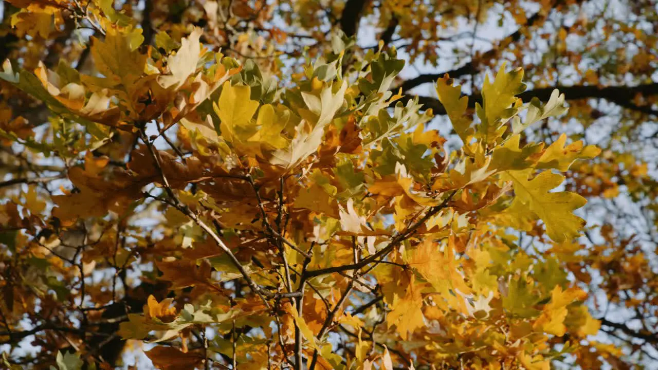 Western Park Golden Leaves through the trees Autumn Season University of Sheffield Campus Sheffield South Yorkshire UK