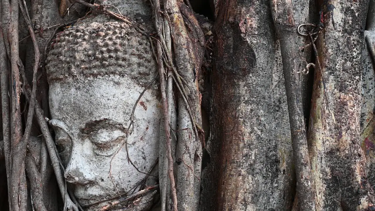 Buddha's face in a trunk covered with vines as the afternoon sun causes the leaves to cast shadows dancing on the bark of the tree during the afternoon Thailand