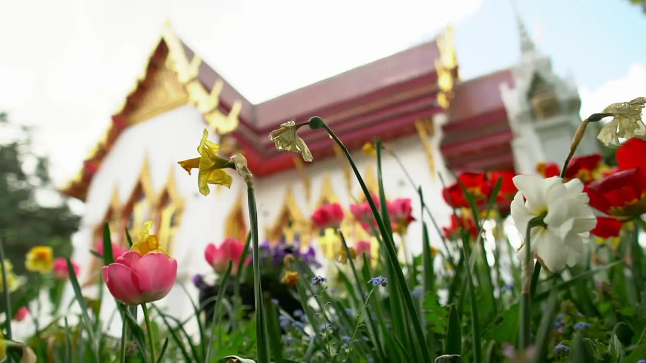 Zoom out through a tulip and daffodil flower field revealing a magnificent view of a hidden Thai Buddhist Temple