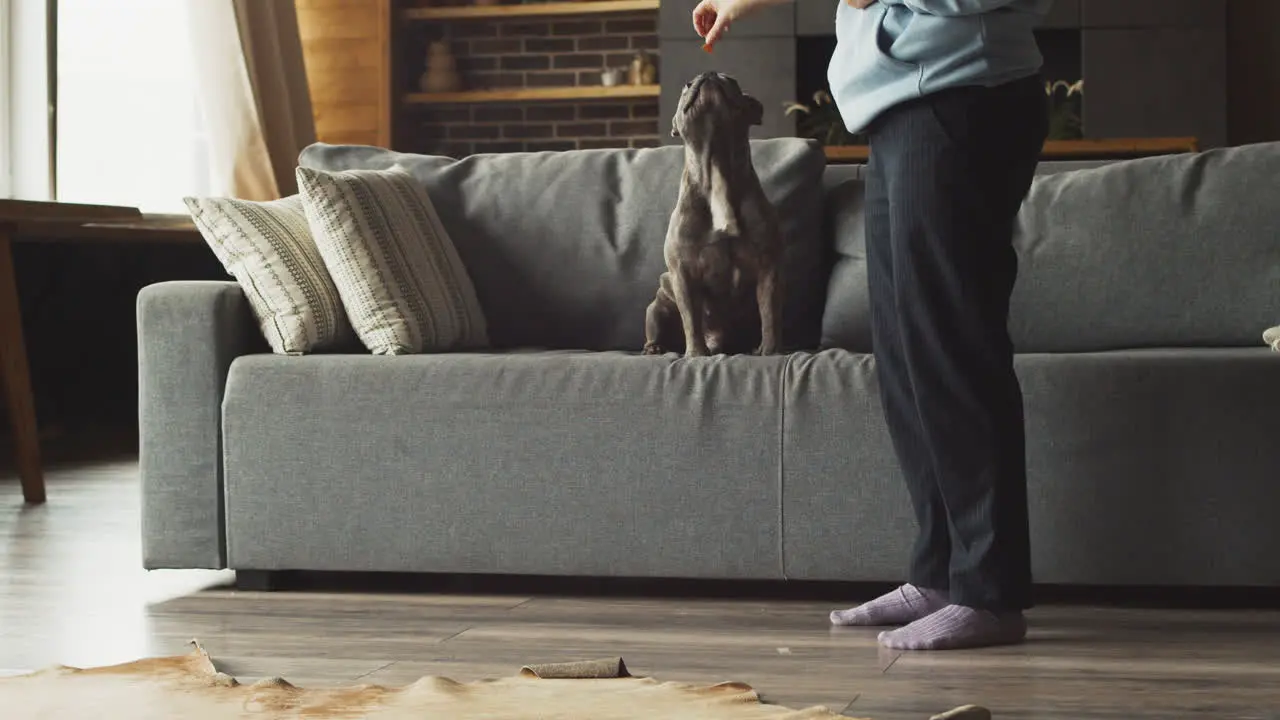 Bulldog Dog Plays Jumping On The Sofa With His Owner Who Is Standing In The Living Room At Home