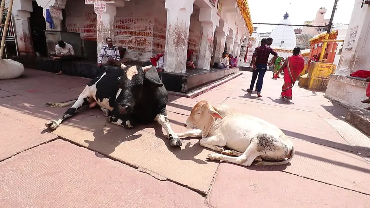 Bulls sit inside the campus of Baidyanath Dham temple in Deoghar Jharkhand