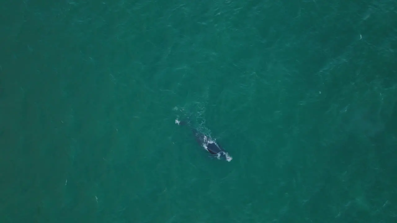 Von Oben Nach Unten Absteigende Aufnahmen Von Buckelwalen Beim Auftauchen Und Blasen Fliegen Sie über Dem Tier Im Türkisfarbenen Meerwasser