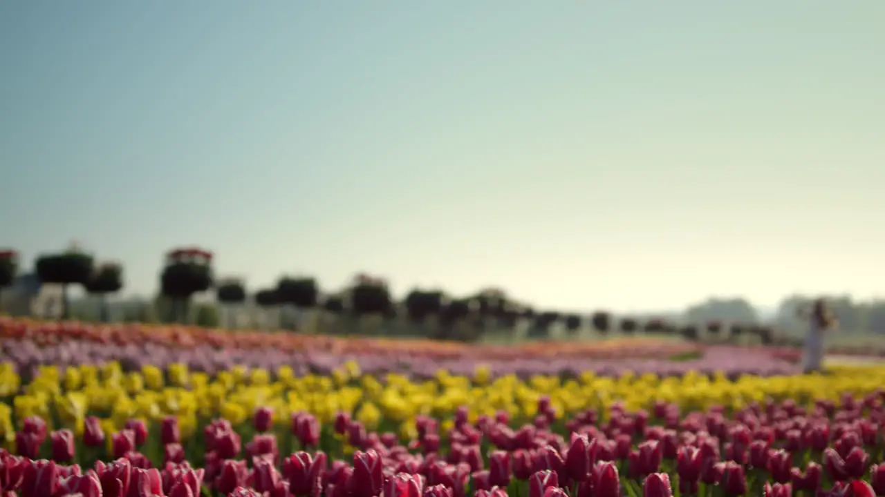 Oben Ansicht Garten Mit Frühlingsblumen Unscharfes Mädchen Das Sich Auf Blumenhintergrund Bewegt