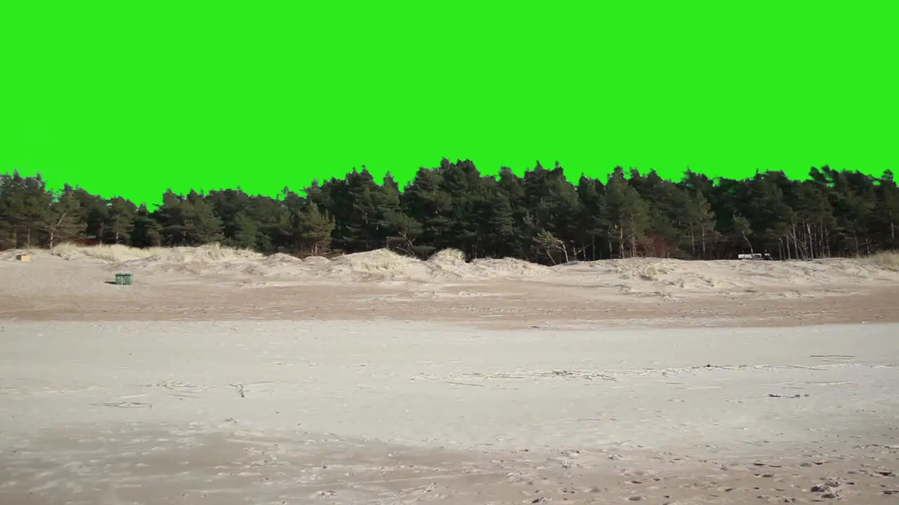 Sandy beach by the sea and pine forest