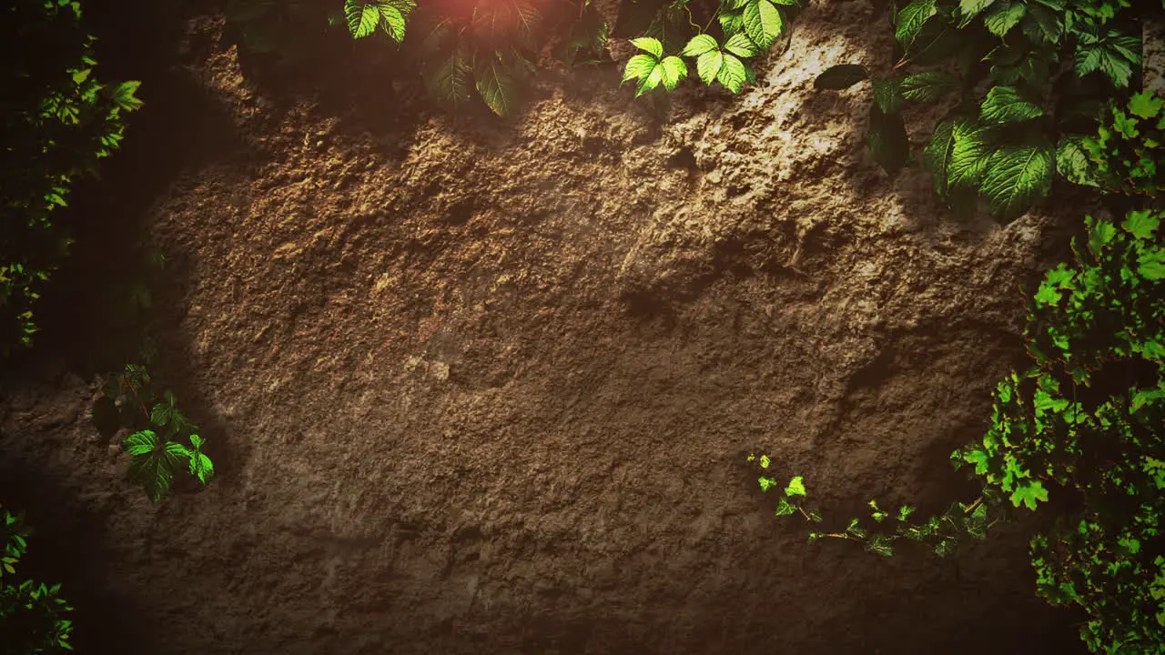 Cinematic background with stones green leaves and light effect on nature background with motion camera