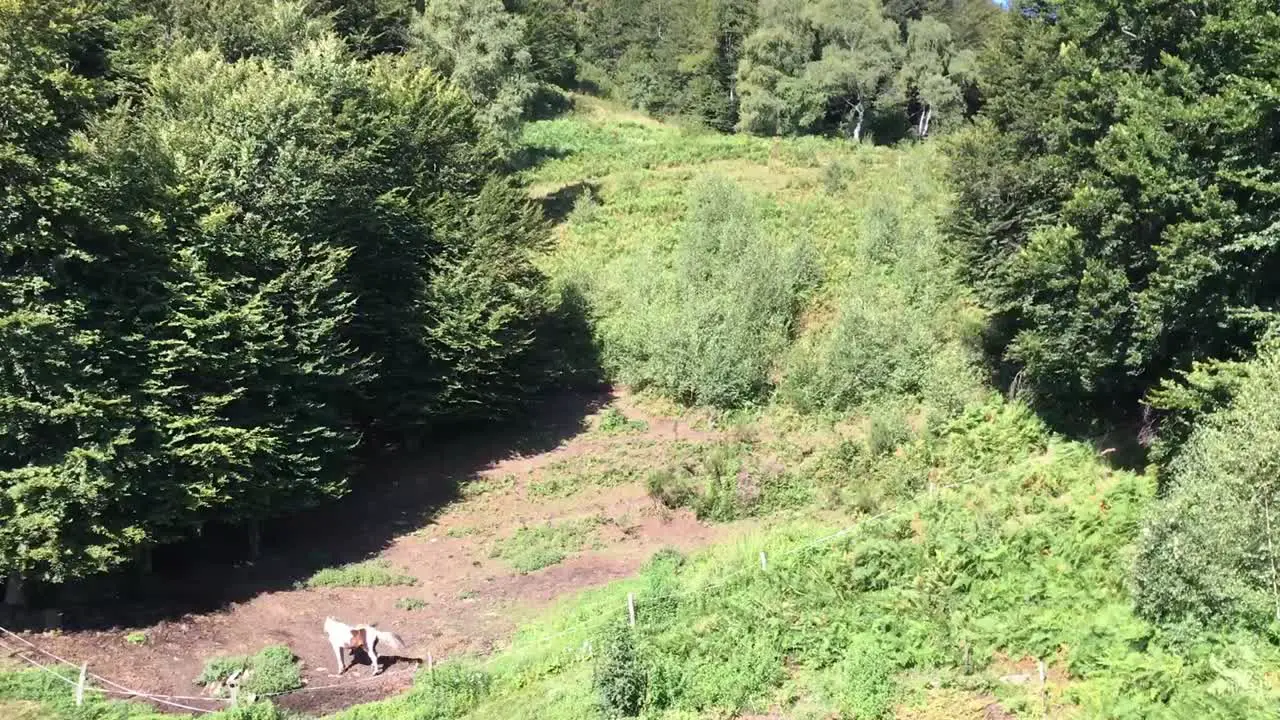 Aerial view of the summer forest in the mountains of Stresa