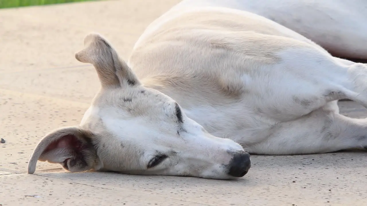 A greyhound resting on the floor