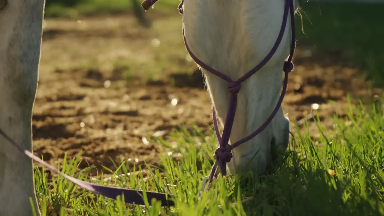 Horse grazing grass in ranch 4k