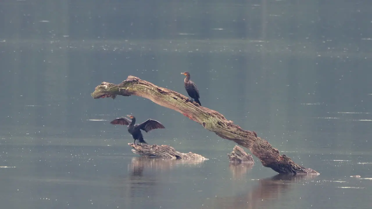 Some Comorants sitting on a dead branch in the middle of a lake