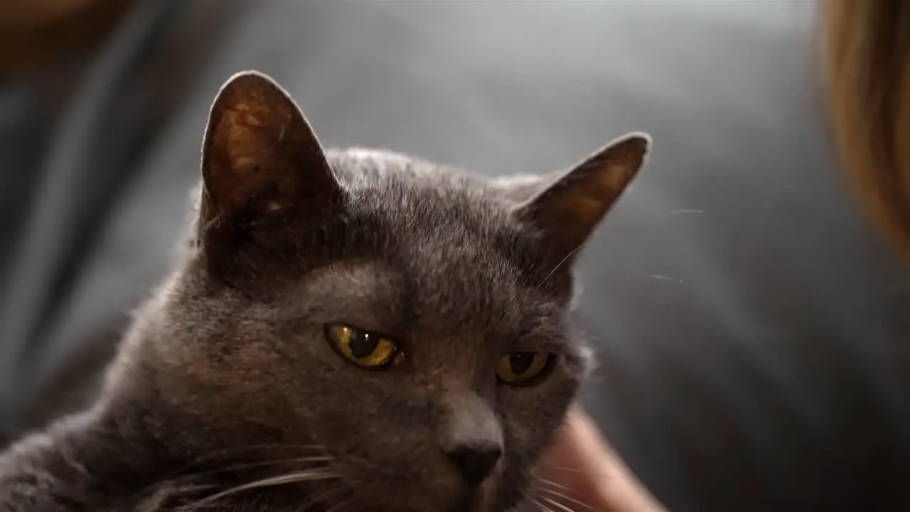 Old grey cat stares at friend with loving admiration and appreciation