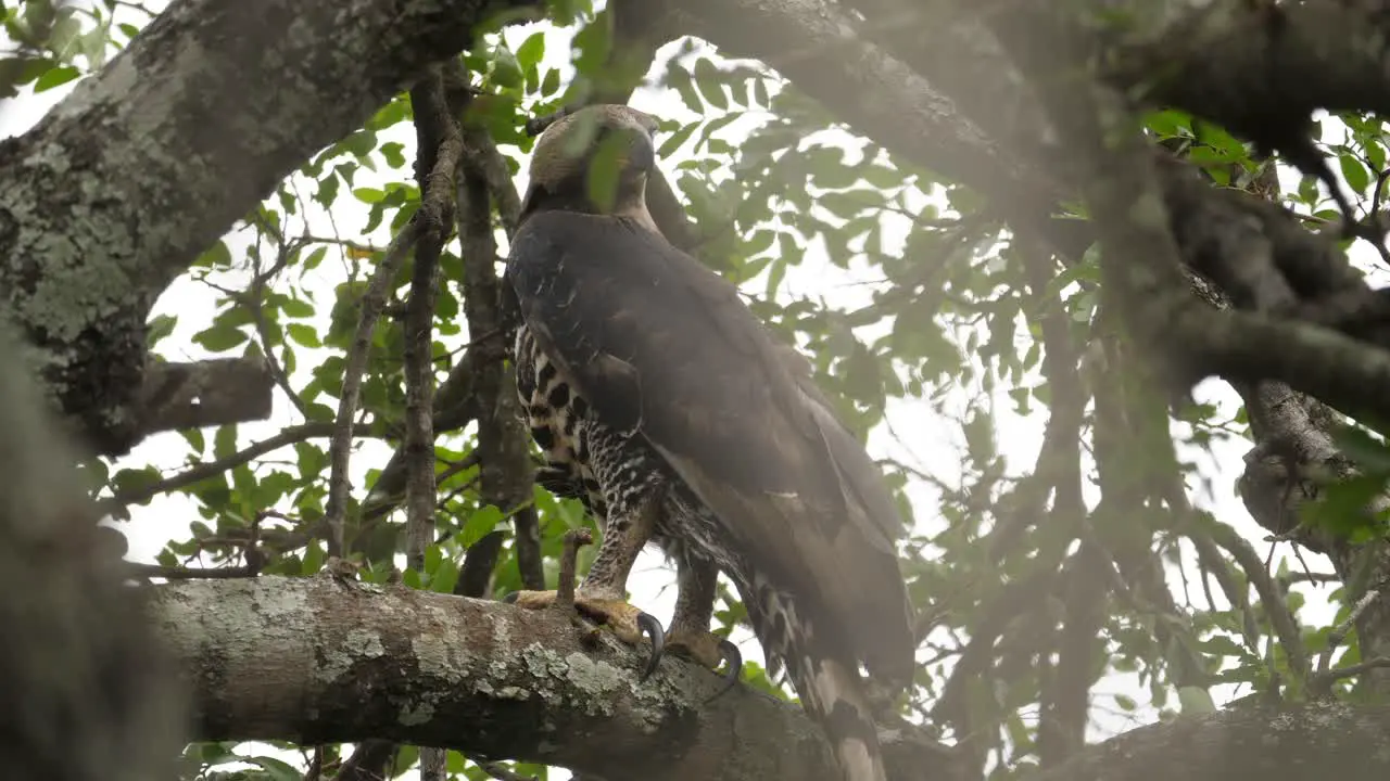 perched on tree Crowned eagle is alert and looking around