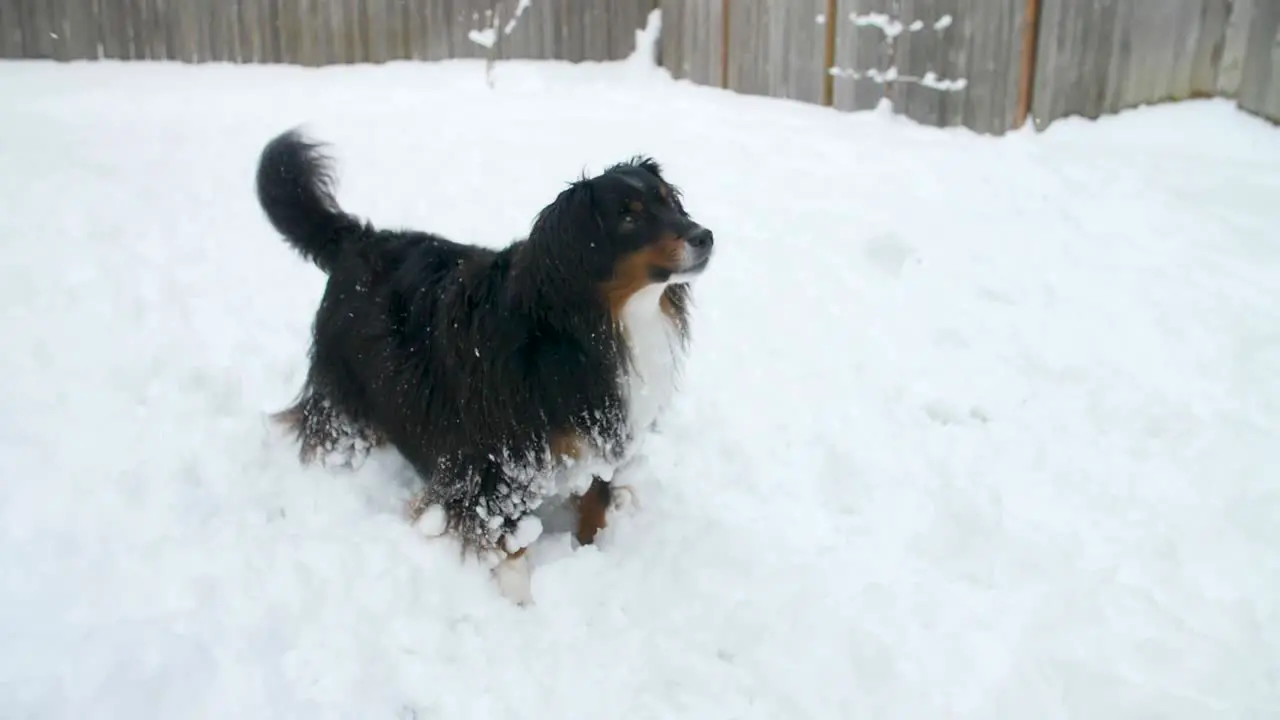 miniature Australian Shepherd happily wagging tail