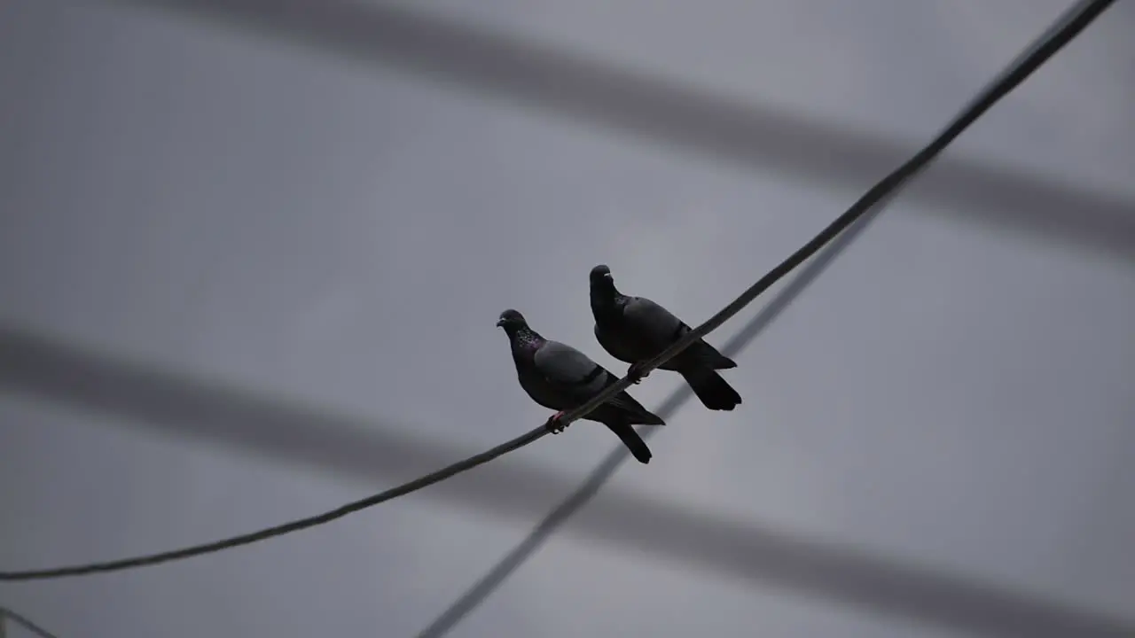 Two pigeon sitting on the wire cable