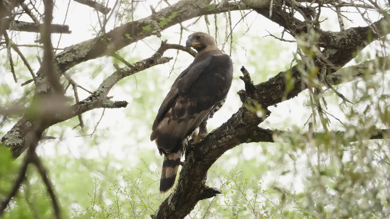 perched Crowned eagle hops onto another branch