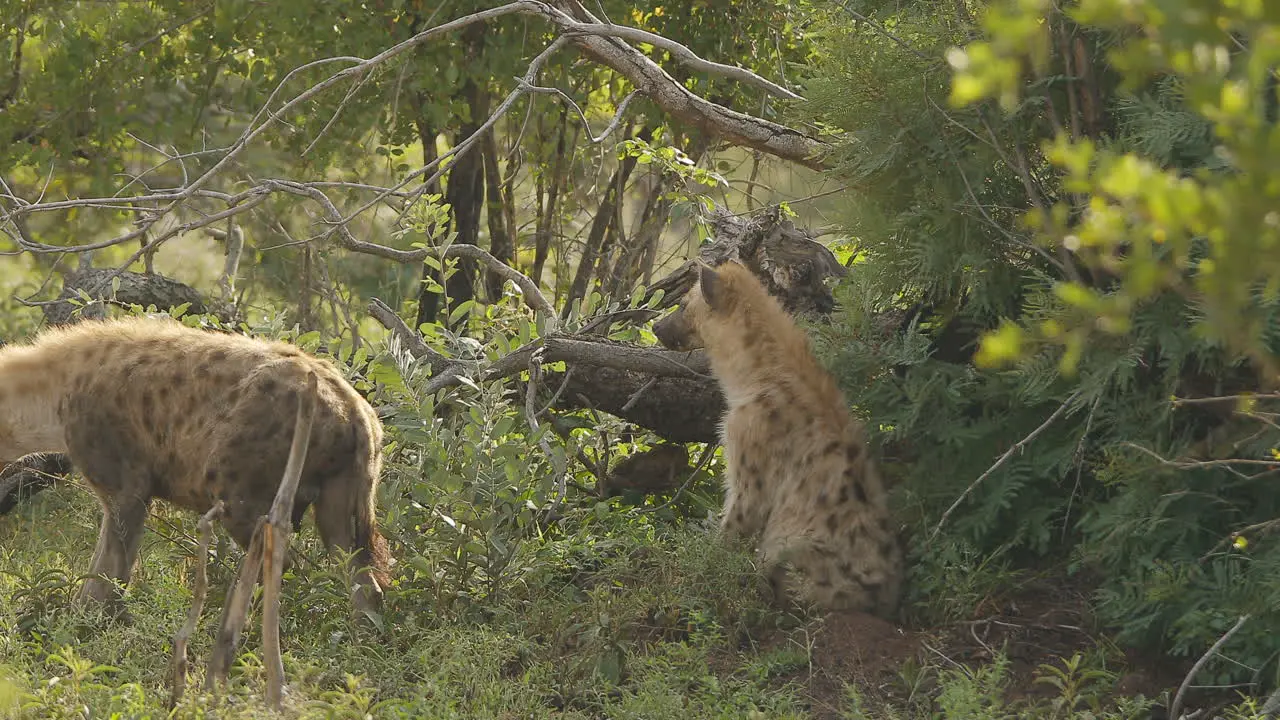 Two spotted hyenas one is a pregnant female that is walking trought the bushs at Kruger National Park South Africa the male is resting