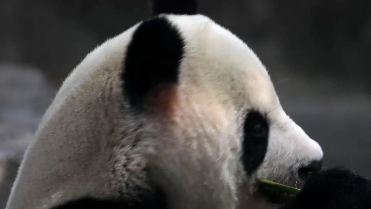 Close up of big panda chewing bamboo