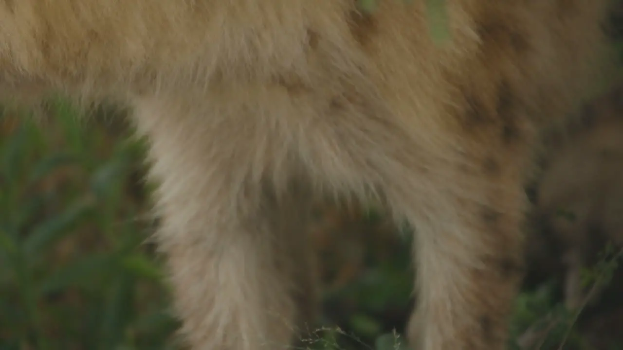 Close up of a hyena blinking at kruger national park south africa