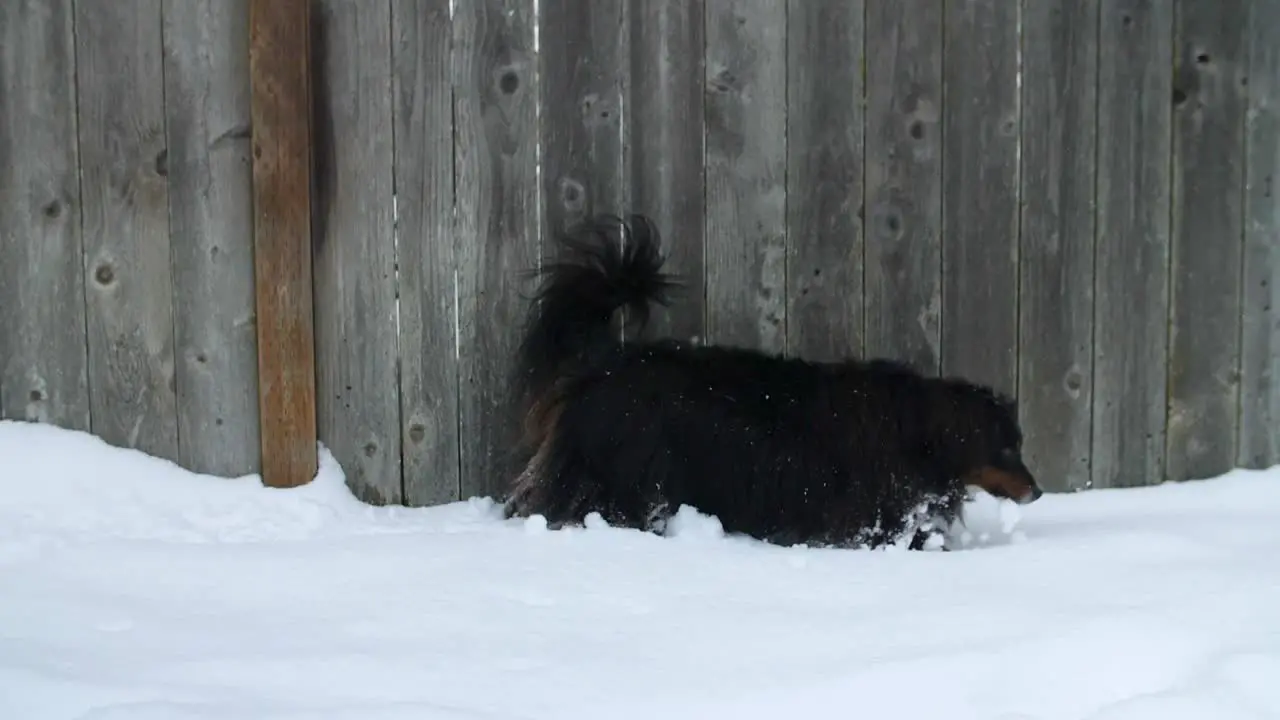 Australian Shepherd dog walking in deep snow smelling around