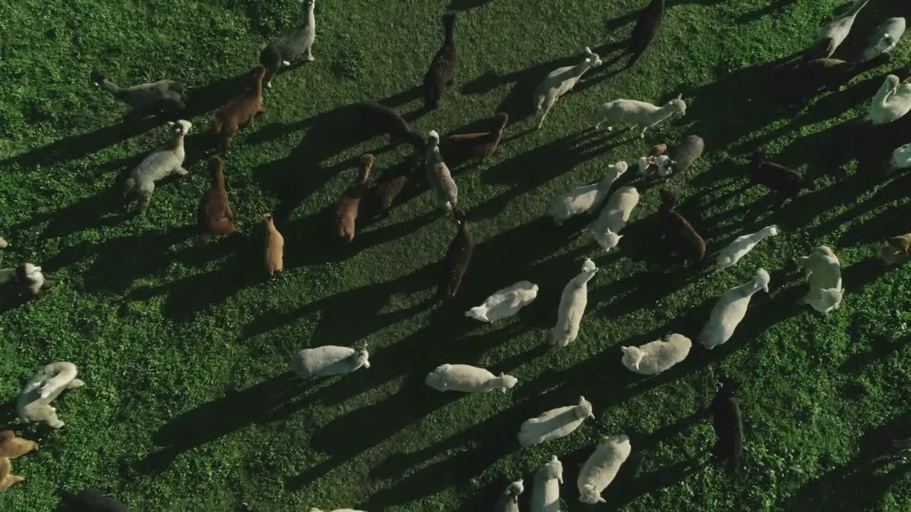 aerial view of large herd of alpacas