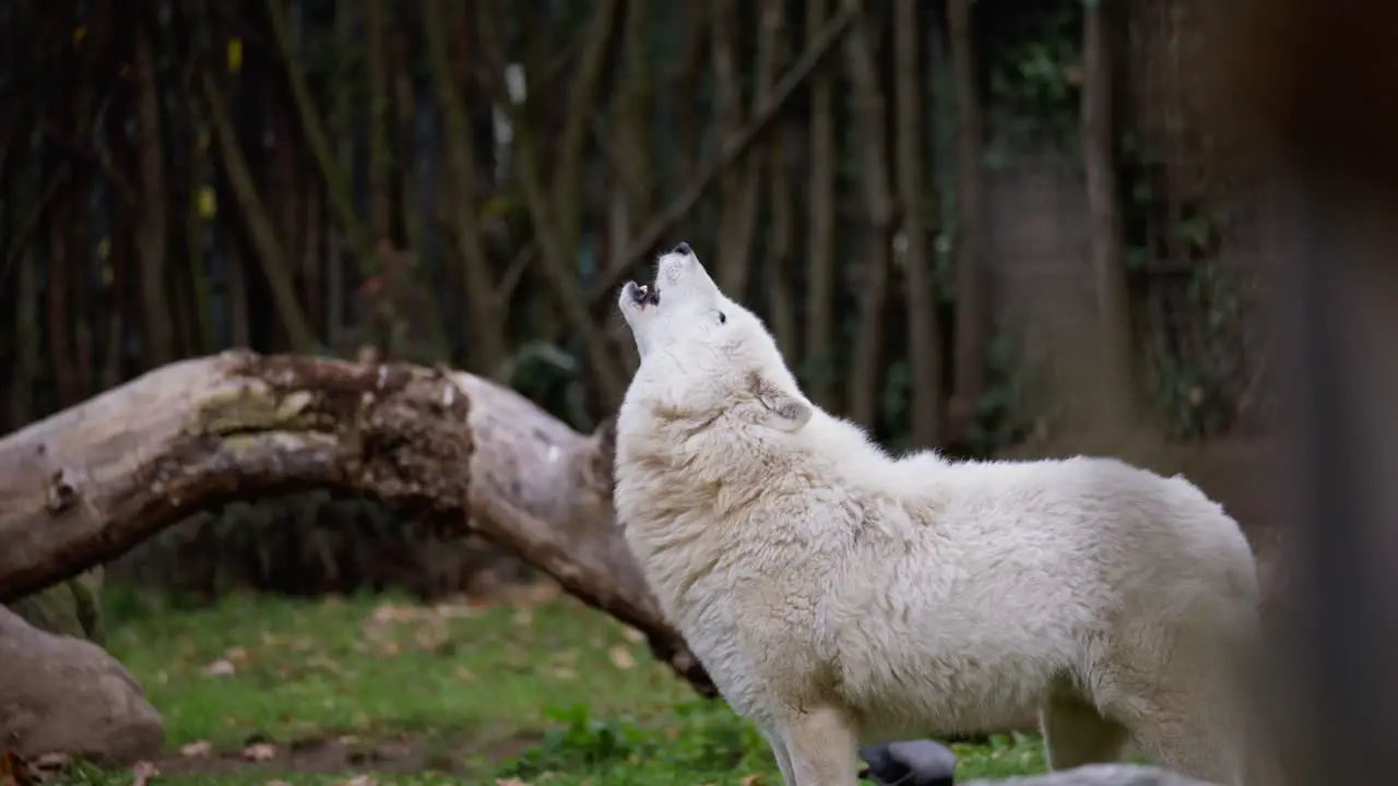 White Arctic Wolf Polar Wolf Howling Canis Lupus Arctos