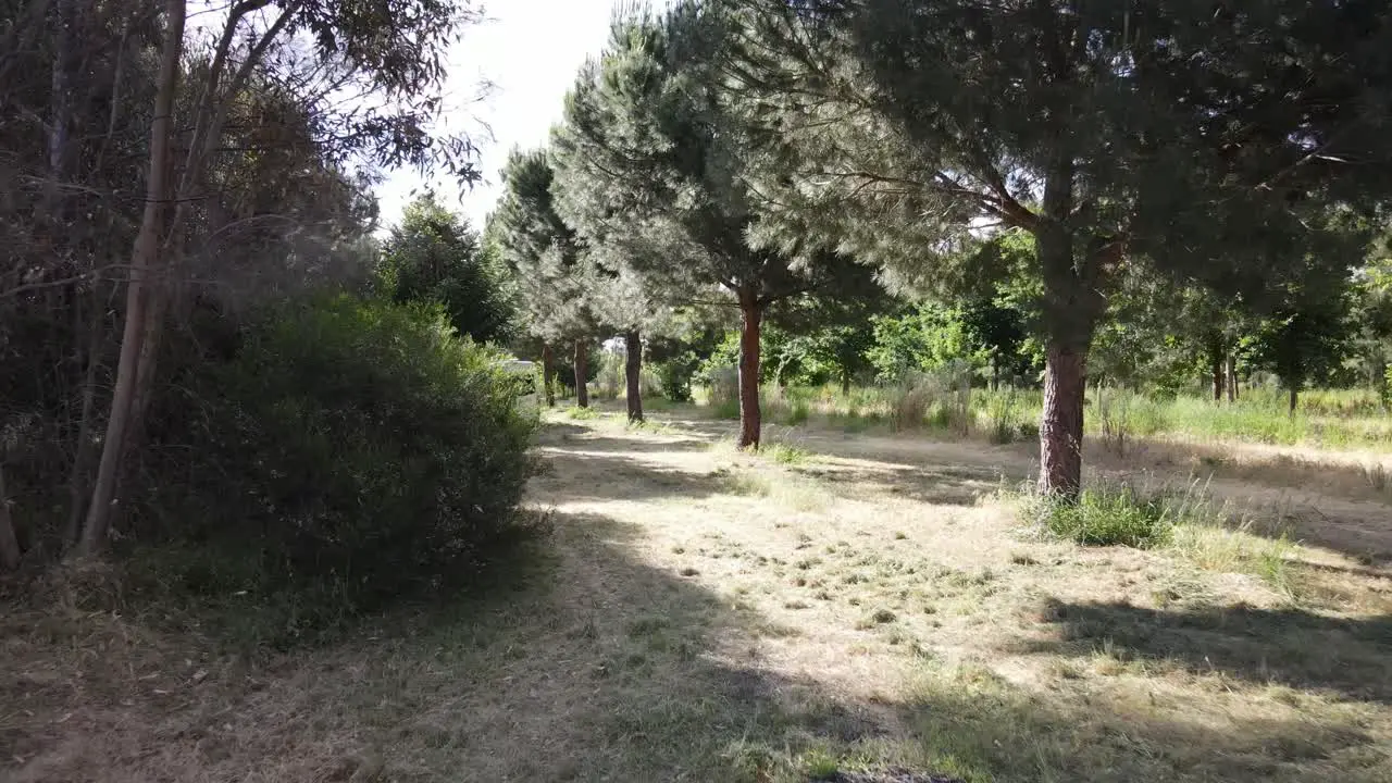 Moving backwards from campervan in a lush tree line camping