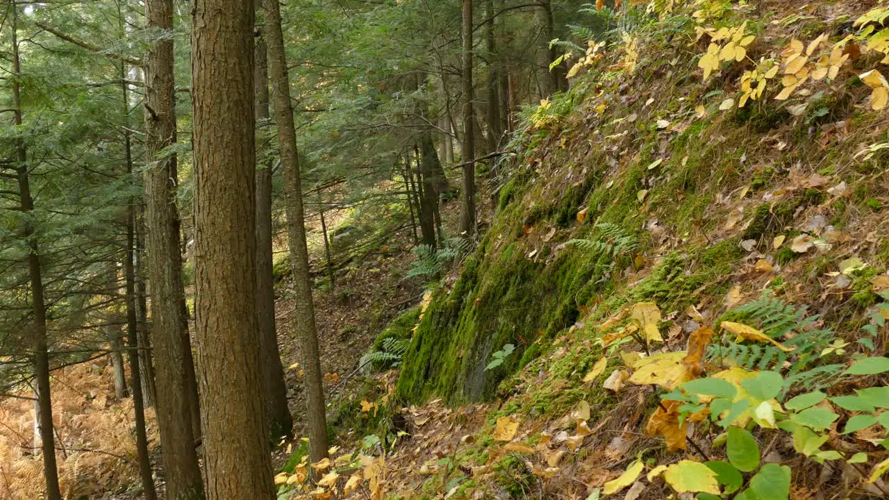 Cliffs of the fall mixed forest of North American can be beautiful at times