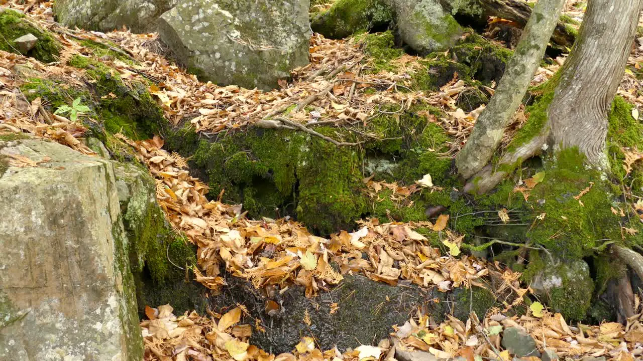 Tiny miniature stream of water in the nature makes its way tru fallen fall leaves