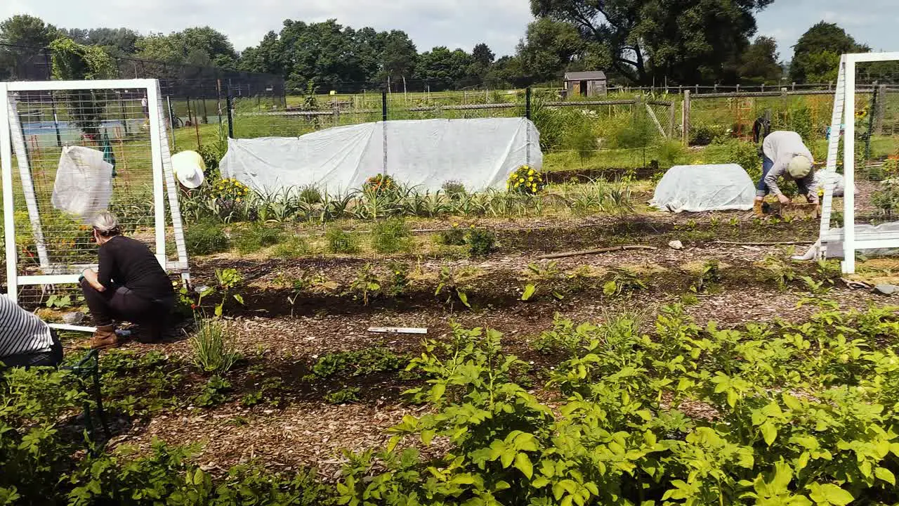 Gardeners at community garden in Portland Maine showing flowers and vegitables