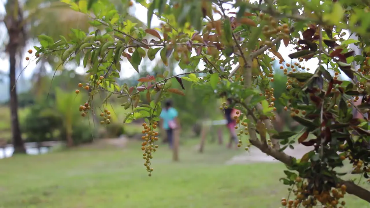 People walking behind a berry tree