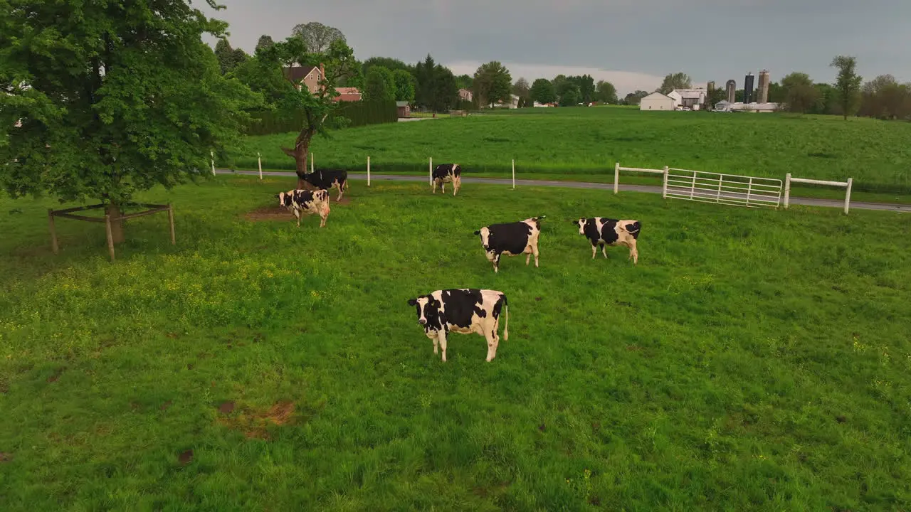 Aerial view of Holstein cows grazing in pasture