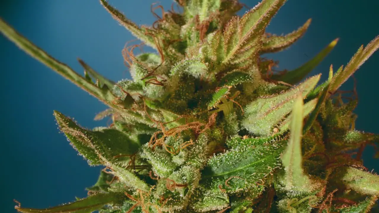 Zoom out on cannabis bud with blue background