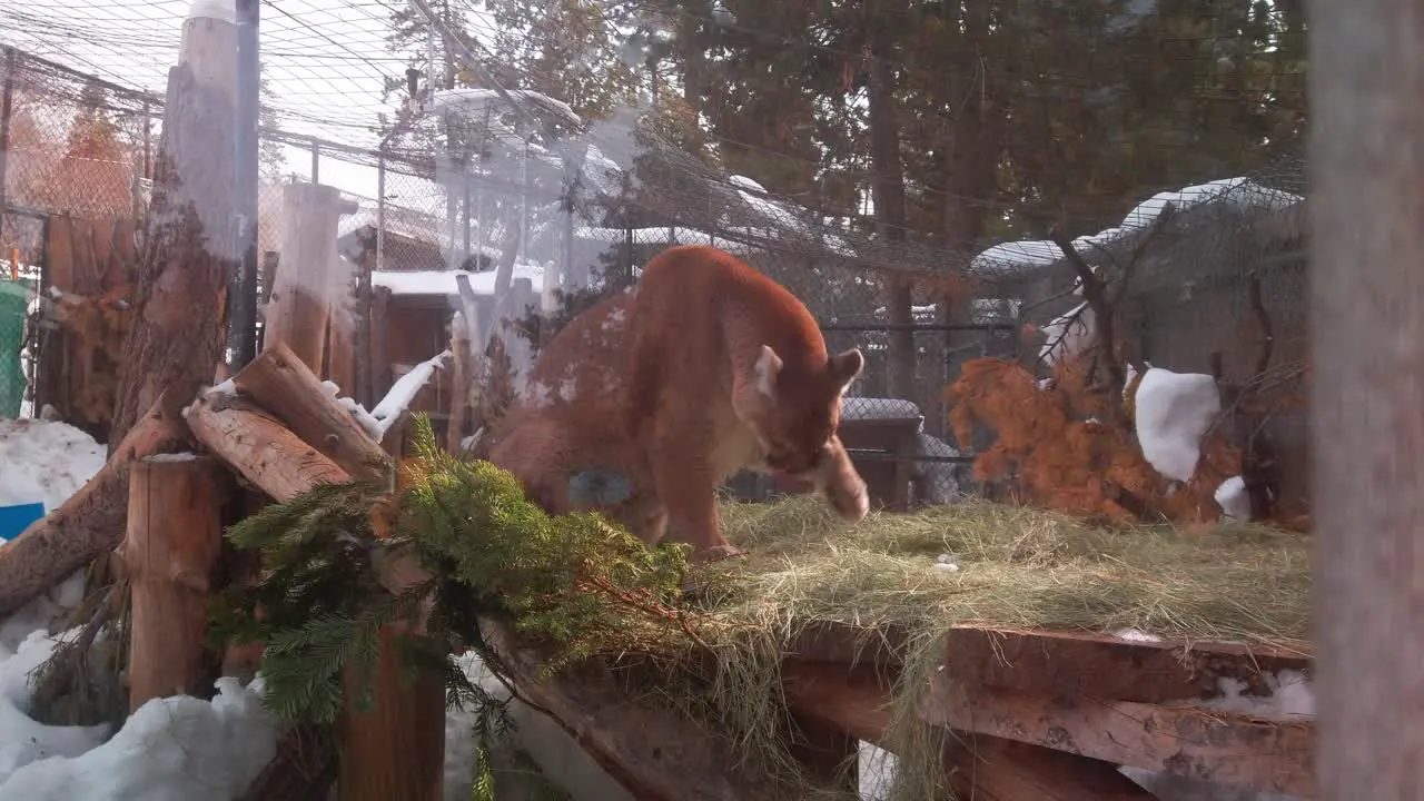 Handheld close-up shot of a mountain lion grooming itself in its enclosure at an alpine mountain zoo